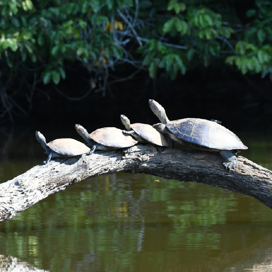 Manu indigenous culture